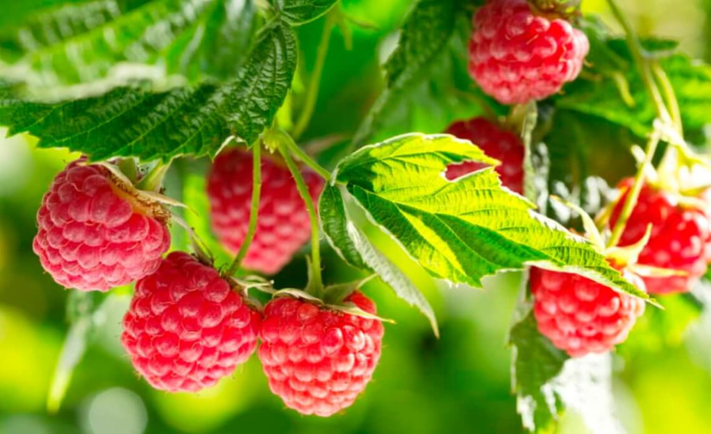 Использование малины в кулинарии